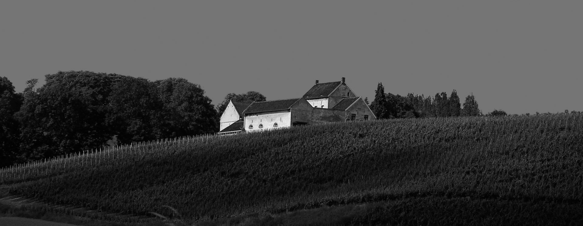 Wijngaard Apostelhoeve